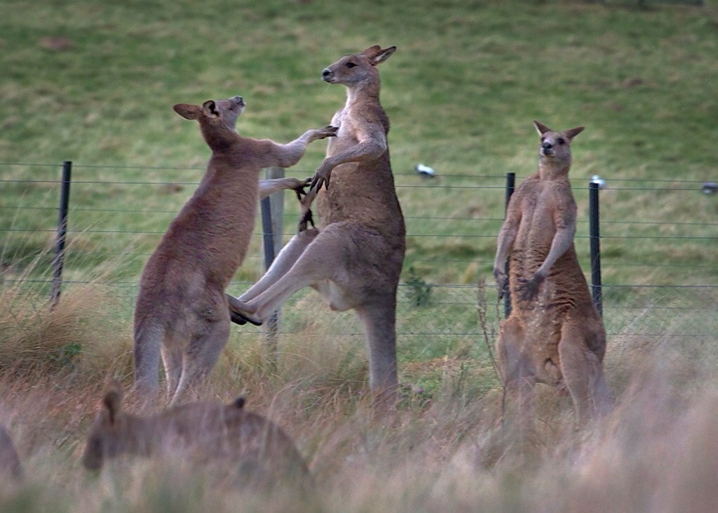 LXP - Lifexpe - wild kangaroos fight