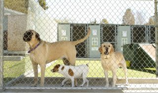 dog boarding kennel pet care
