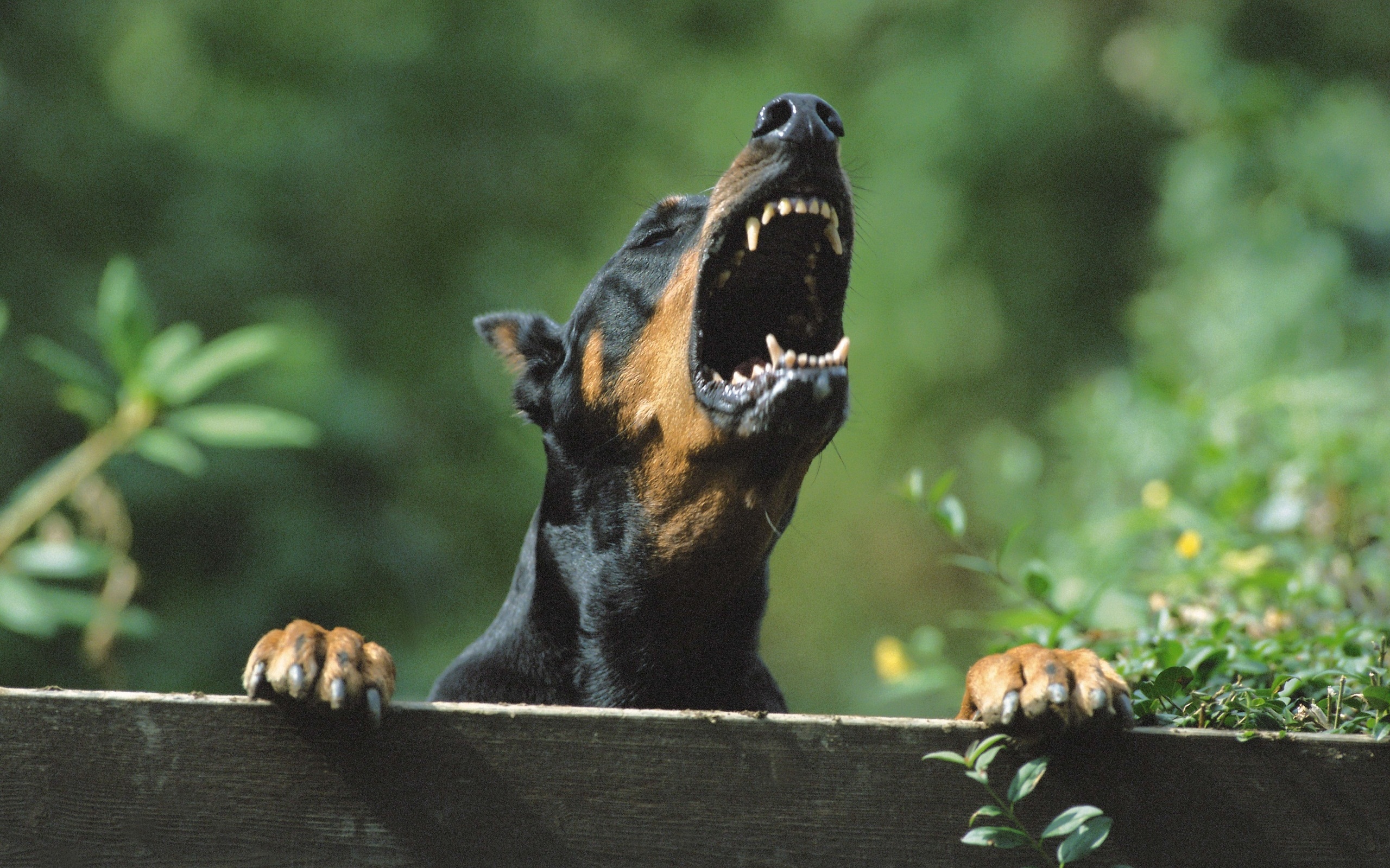 LXP - Lifexpe - Animals Dogs Angry Doberman barking Your Dog Barking Out Of Control? Here’s What To Do
