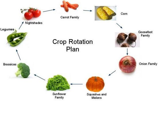 crop rotation plan pest insects white spots