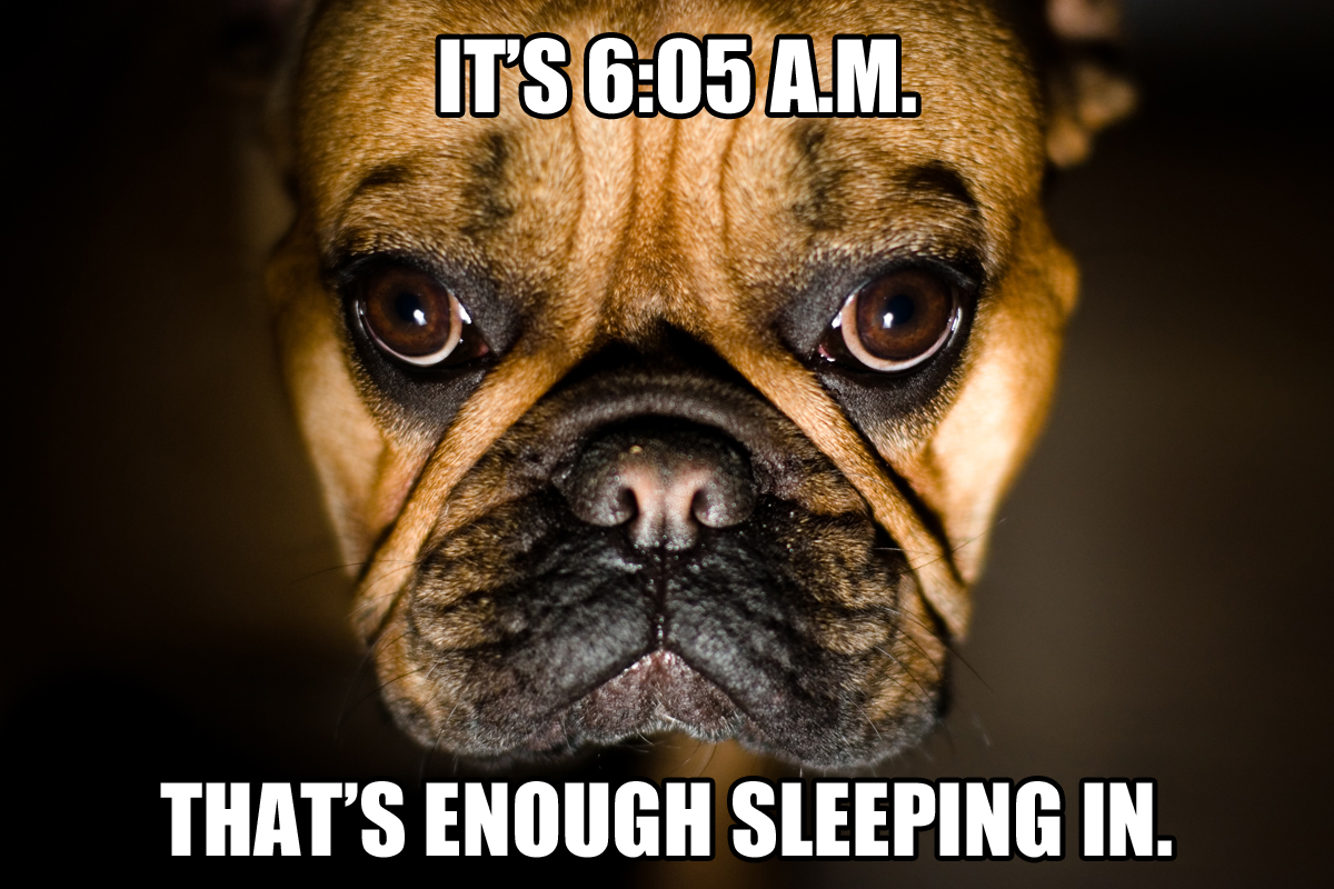 dog meme enough sleep Your Dog Barking Out Of Control? Here’s What To Do