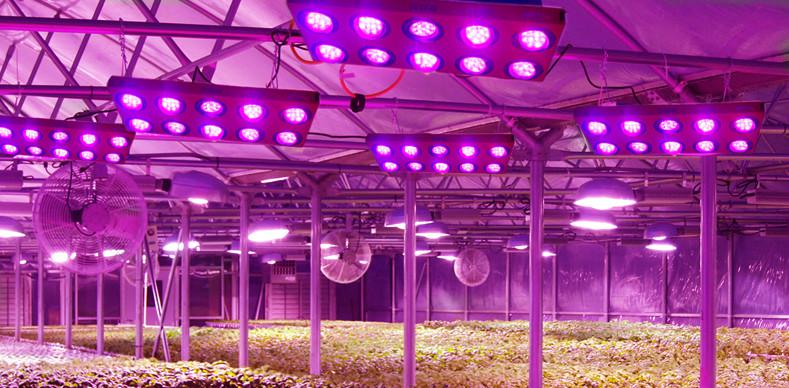 LXP - Lifexpe - LED Grow Lights