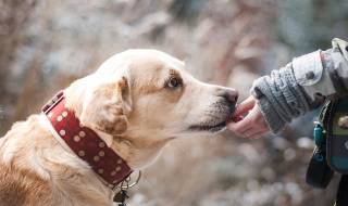 How to Help Motivate Your Dog for Better Training