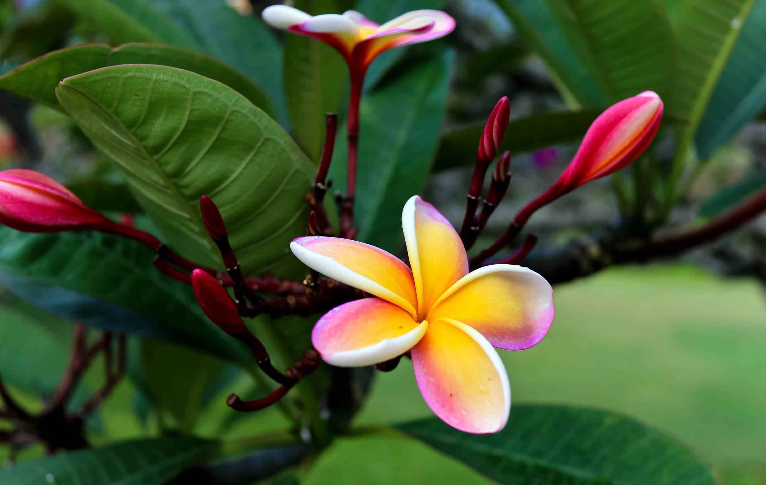 3 Smart Ways to Care of Exotic or Tropical Flowers